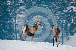 Deer in beautiful winter landscape