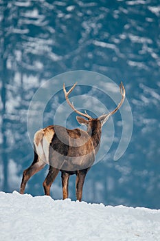 Deer in beautiful winter landscape