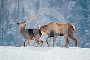 Deer in beautiful winter landscape