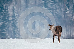 Deer in beautiful winter landscape