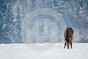 Deer in beautiful winter landscape