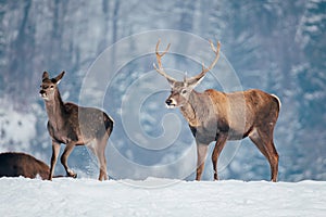 Deer in beautiful winter landscape