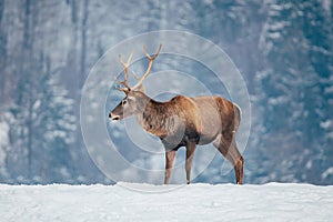 Deer in beautiful winter landscape