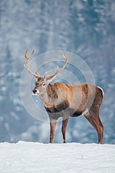 Deer in beautiful winter landscape