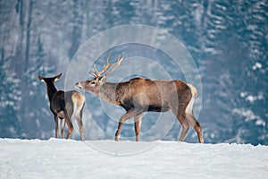 Deer in beautiful winter landscape