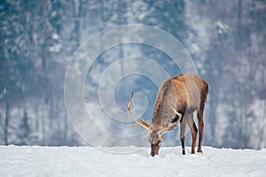 Deer in beautiful winter landscape