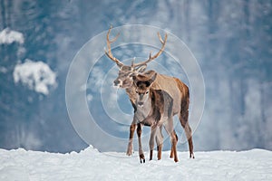 Deer in beautiful winter landscape