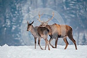 Deer in beautiful winter landscape