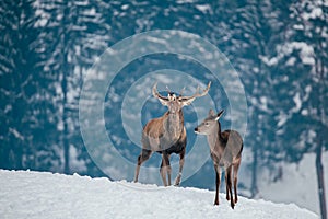 Deer in beautiful winter landscape