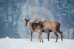 Deer in beautiful winter landscape