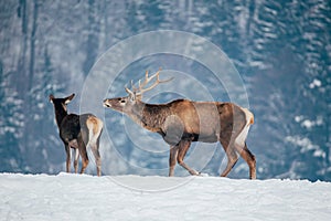 Deer in beautiful winter landscape