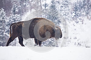 Deer in beautiful winter landscape