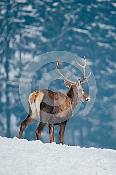 Deer in beautiful winter landscape