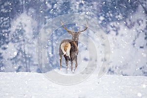 Deer in beautiful winter landscape