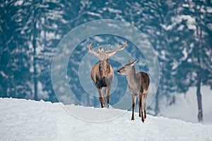 Deer in beautiful winter landscape