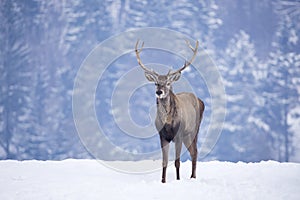 Deer in beautiful winter landscape