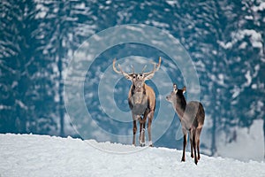 Deer in beautiful winter landscape