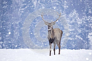 Deer in beautiful winter landscape