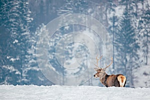 Deer in beautiful winter landscape