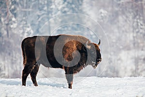 Deer in beautiful winter landscape