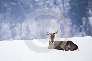 Deer in beautiful winter landscape