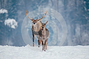 Deer in beautiful winter landscape