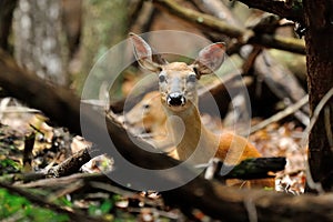 Deer bedded Doe photo