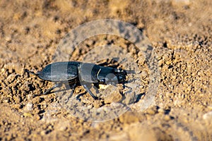Deer beetle runs on clay soil in summer on bright sunny day.