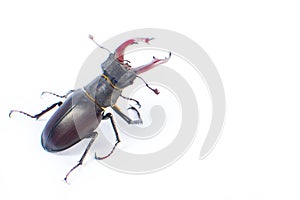 Deer beetle on white background Isolated
