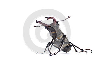 Deer beetle on white background Isolated
