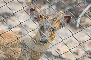 Deer behind wire fence, in thailand