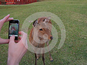 Deer being photographed on the grass near Todai-ji temple, Nara, Japan.