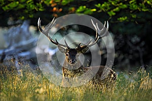 Deer, bellow majestic powerful adult red deer stag outside autumn forest, animal lying in the grass, nature habitat, France