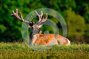 Deer, bellow majestic powerful adult red deer stag outside autumn forest, animal lying in the grass, nature habitat, France. Deer photo