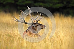 Deer, bellow majestic powerful adult red deer stag outside autumn forest, animal lying in the grass, nature habitat, France