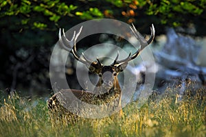 Deer, bellow majestic powerful adult red deer stag outside autumn forest, animal lying in the grass, nature habitat, France photo