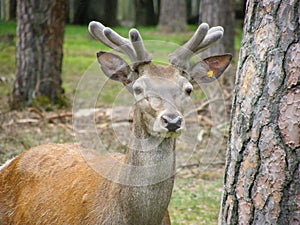 A deer in Belovezhskaya Puscha, Belarus