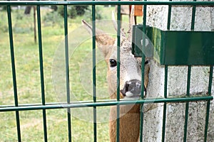 Deer in Bialowieza National Park