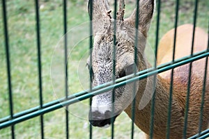 Deer in Bialowieza National Park