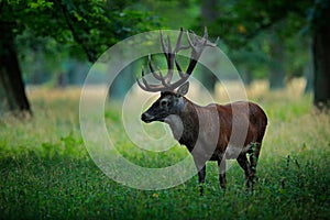 Deer, big animal in the nature forest habitat, Denmark. Wildlife scene form nature. Red deer stag, majestic powerful adult animal