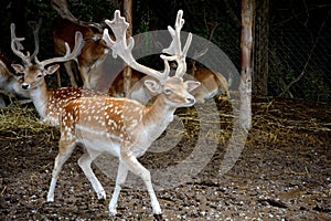 Deer with big antlers