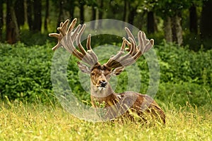 Deer with big horns