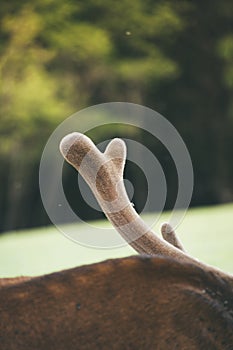 deer with big horns. one deer horn