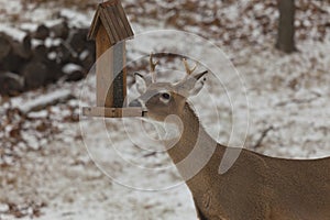 Deer at the Bird Feeder