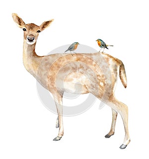 Deer with birds Robin. Watercolor illustration. Isolated background