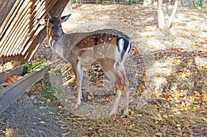 Deer with black-yellow-white soft hair near the feeders