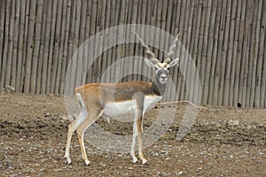 Deer (Blackbuck deer , Antilope cervicapra).