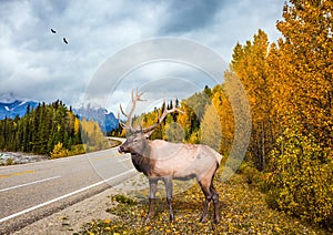 Deer with branched horns near the road