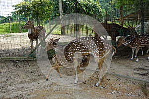 Deer breastfeeding