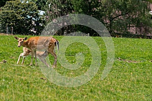 Deer breastfeeding her baby in Aurach Austria